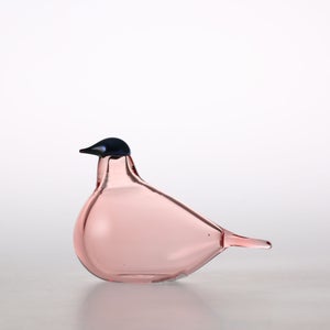 Birds Chiffchaff サーモンピンク 0109