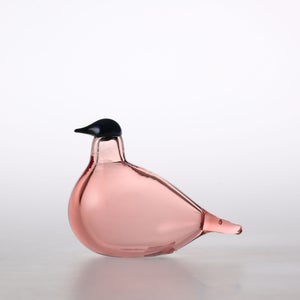 Birds Chiffchaff サーモンピンク 0118