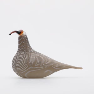 Birds Curlew サンド 0007