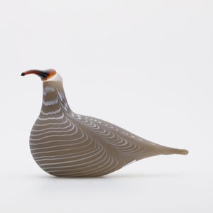 Birds Curlew サンド 0011