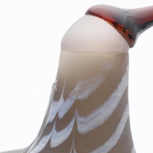 Birds Curlew サンド 0011