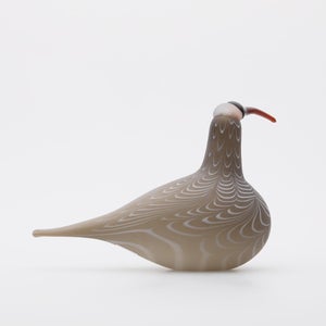 Birds Curlew サンド 0009