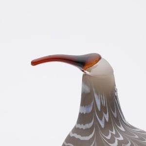 Birds Curlew サンド 0011