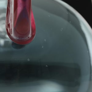 Birds  Festive Kiwi 1001