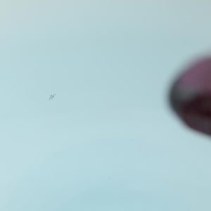 Birds  Festive Kiwi 1091