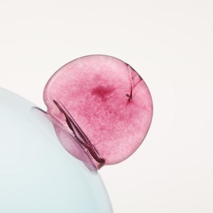 Birds  Festive Kiwi 1124