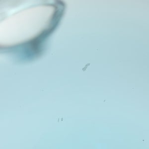 Birds  Festive Kiwi 1136