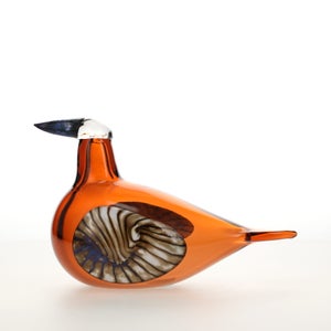 Birds Lakla セビリアオレンジ 0006