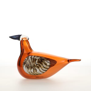 Birds Lakla セビリアオレンジ 0009