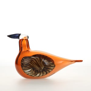 Birds Lakla セビリアオレンジ 0011