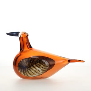 Birds Lakla セビリアオレンジ 0026