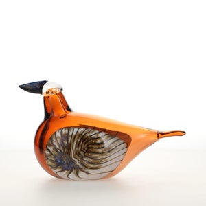 Birds Lakla セビリアオレンジ 0029