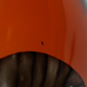 Birds Lakla セビリアオレンジ 0019