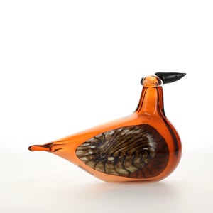 Birds Lakla セビリアオレンジ 0017