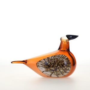 Birds Lakla セビリアオレンジ 0030