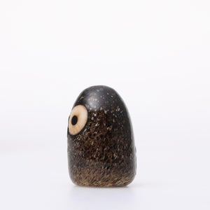 Birds Little Barn Owl ブラウン 0427