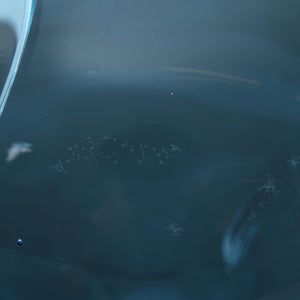 Leppainen スカイブルー 0016