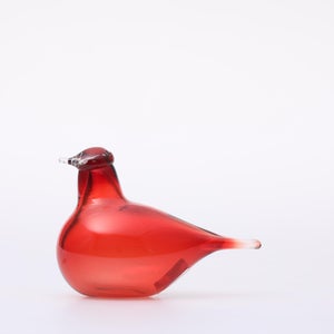 Birds Little Tern クランベリー 1504