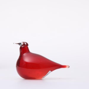 Birds Little Tern クランベリー 1558