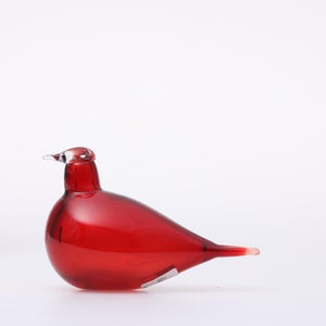 Birds Little Tern クランベリー 1564