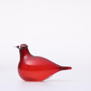 Birds Little Tern クランベリー 1609