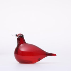 Birds Little Tern クランベリー 1662