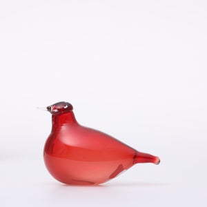 Birds Little Tern クランベリー 1727