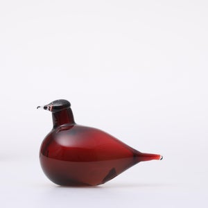 Birds Little Tern クランベリー 1735
