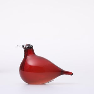 Birds Little Tern クランベリー 1737