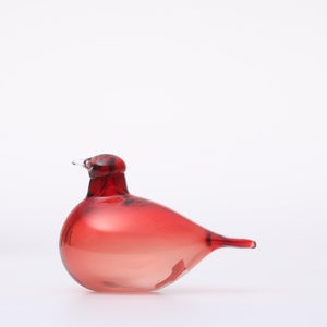 Birds Little Tern クランベリー 1746