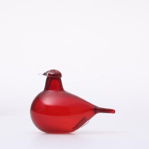 Birds Little Tern クランベリー 1763