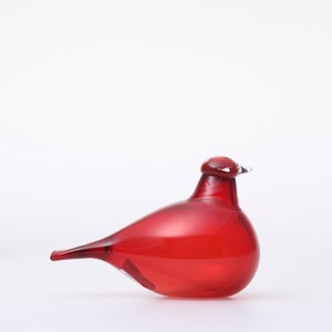 Birds Little Tern クランベリー 1541