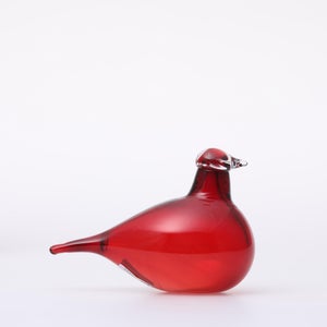 Birds Little Tern クランベリー 1557