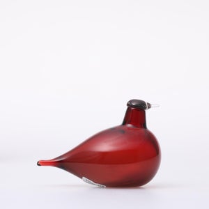 Birds Little Tern クランベリー 1721