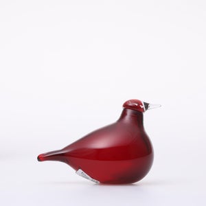 Birds Little Tern クランベリー 1726