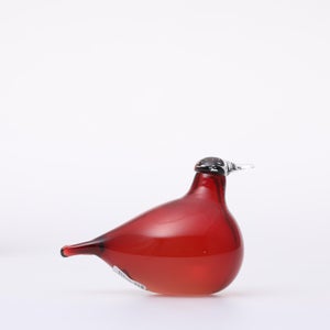 Birds Little Tern クランベリー 1729