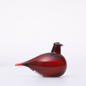 Birds Little Tern クランベリー 1730