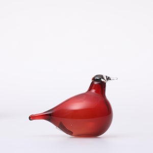 Birds Little Tern クランベリー 1738