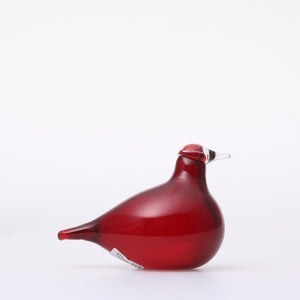 Birds Little Tern クランベリー 1747