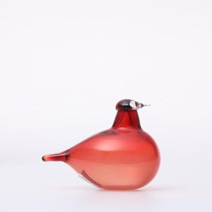 Birds Little Tern クランベリー 1753