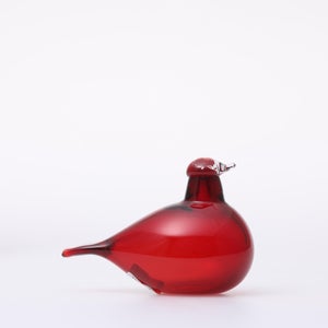 Birds Little Tern クランベリー 1764