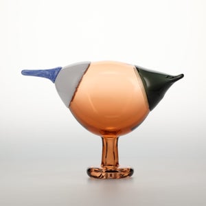 Birds Blue Magpie セビリアオレンジ 0007