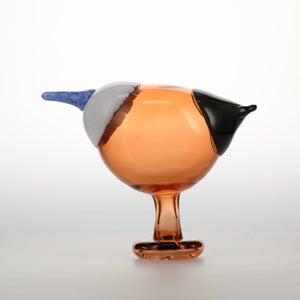 Birds Blue Magpie セビリアオレンジ 0037