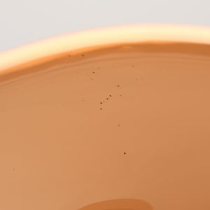 Birds Blue Magpie セビリアオレンジ 0019