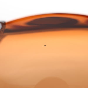 Birds Blue Magpie セビリアオレンジ 0034