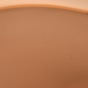 Birds Blue Magpie セビリアオレンジ 0045