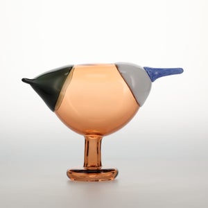 Birds Blue Magpie セビリアオレンジ 0002