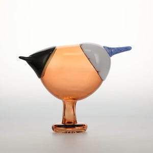 Birds Blue Magpie セビリアオレンジ 0003