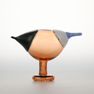 Birds Blue Magpie セビリアオレンジ 0033