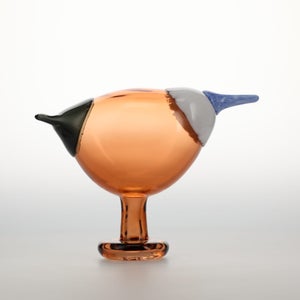 Birds Blue Magpie セビリアオレンジ 0054